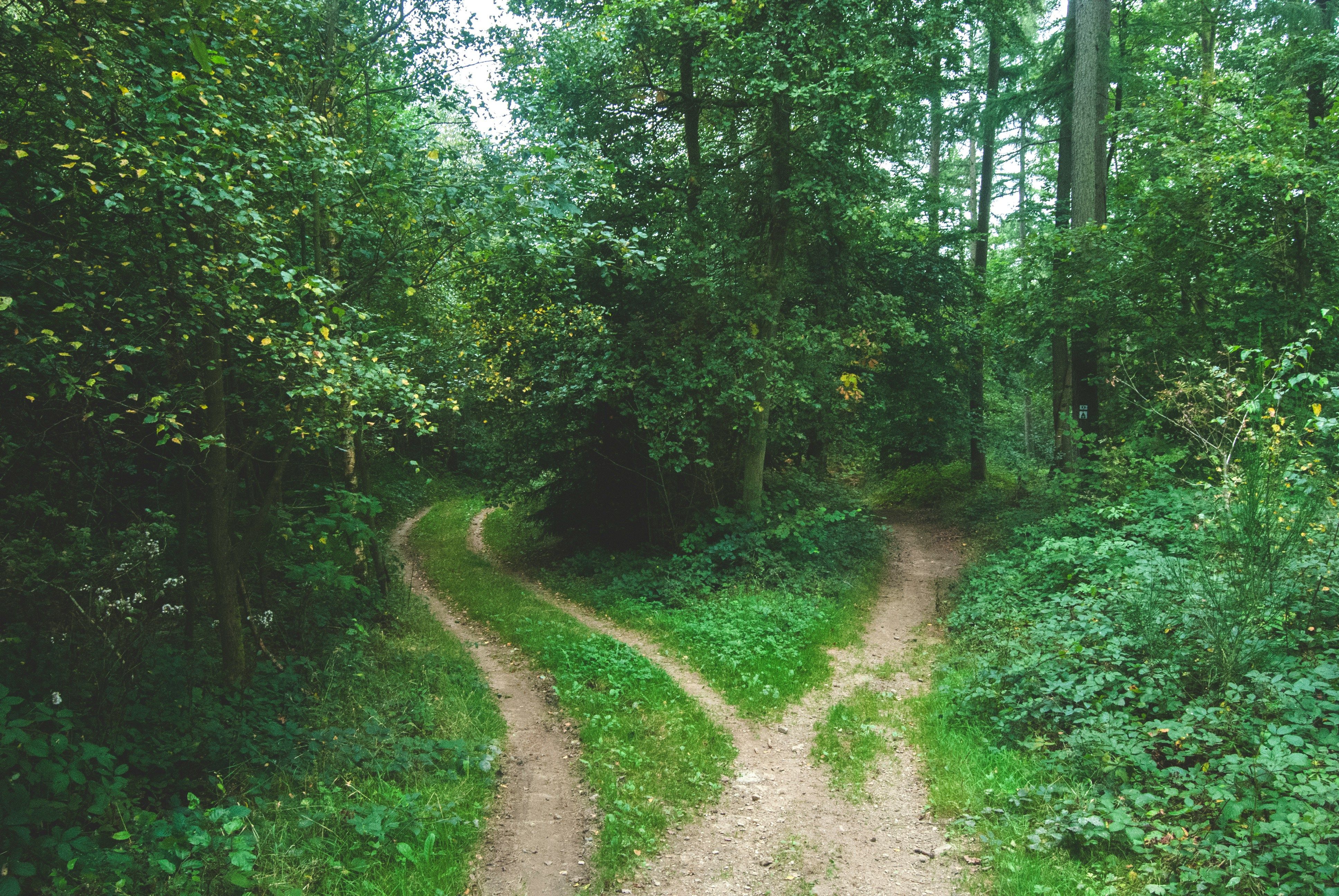 Un chemin se sépare en deux en forêt