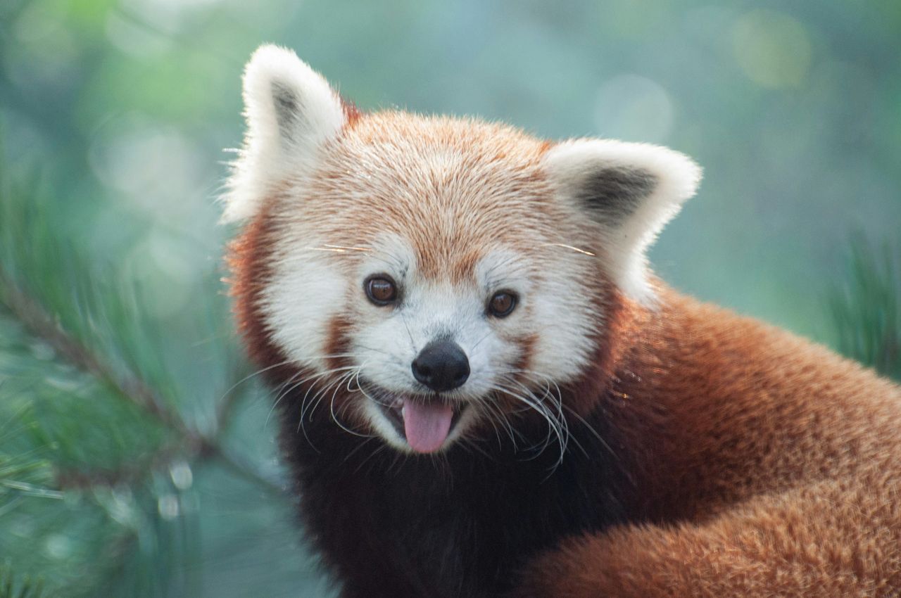 Pourquoi choisir Firefox en 2025 ?