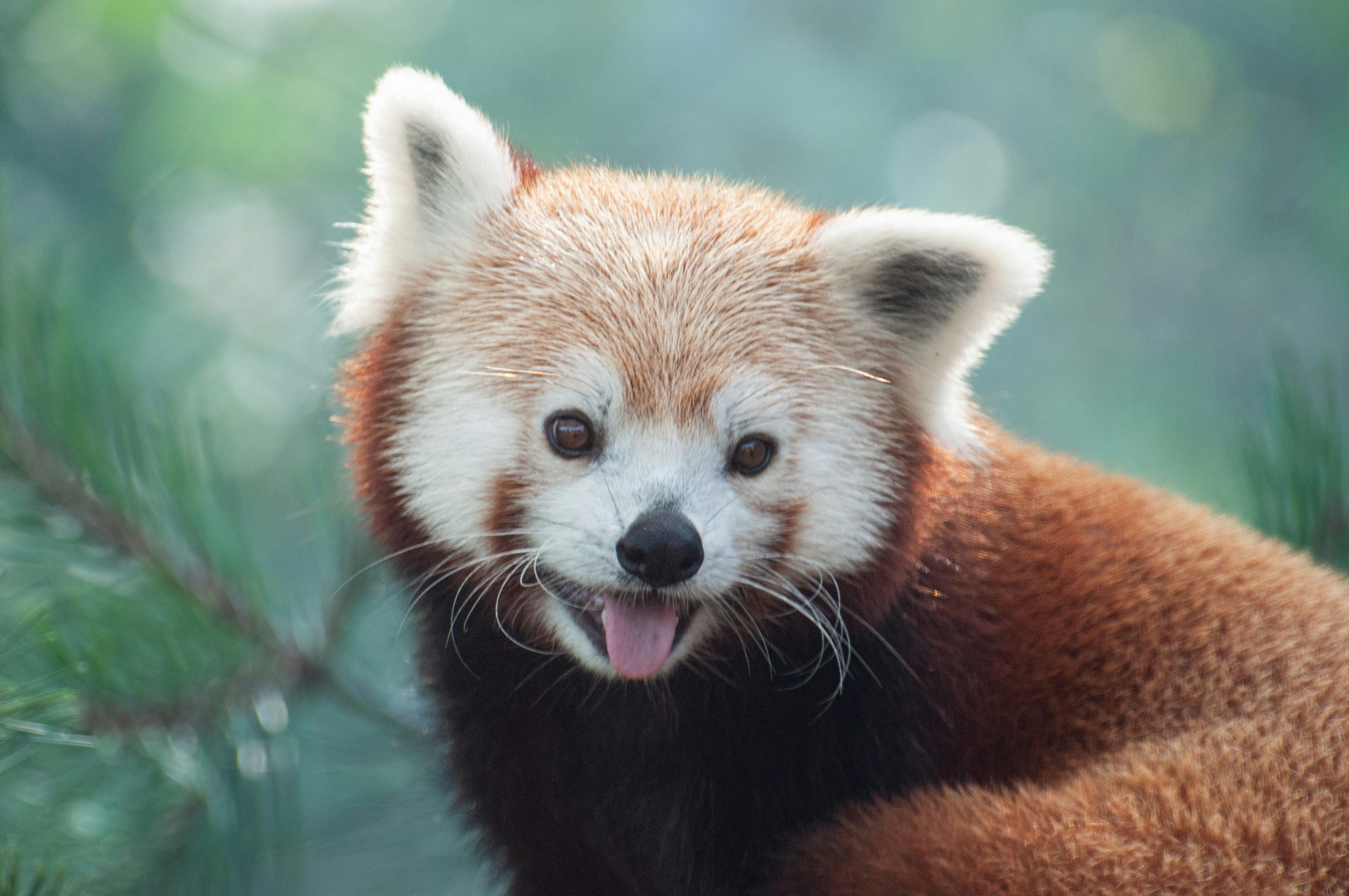 Pourquoi choisir Firefox en 2025 ?